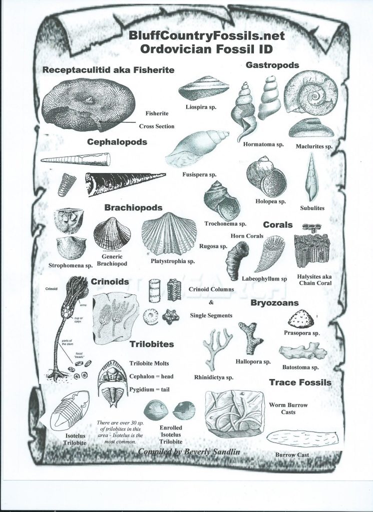 Bluff Country Fossils ID Sheet